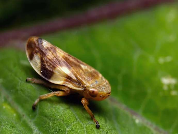 Xylella, το οξείδιο της καρλίνης (γαϊδουράγκαθου) μπλοκάρει τον φορέα